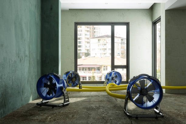 Best Professional water damage repair  in Marissa, IL